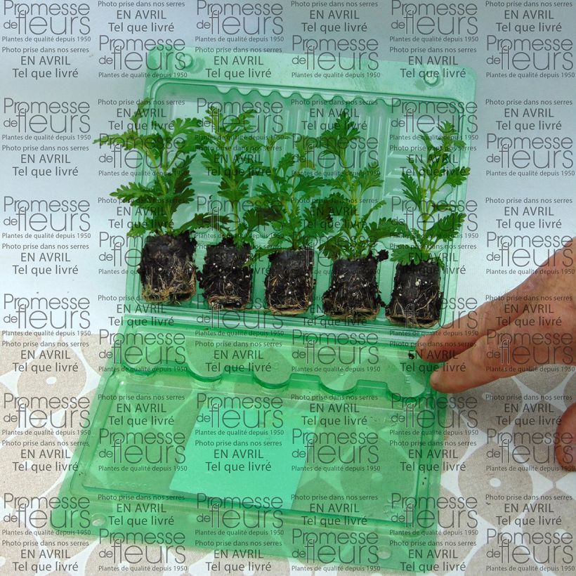 Example of Verbena Estrella Pink Ballet mini zolla... as you get