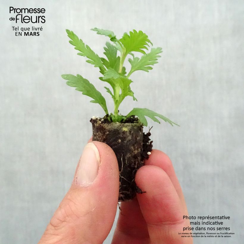 Example of Verbena Vepita Pearl Blue Mini zolla Ø 1,5/2,5 cm as you get in printemps