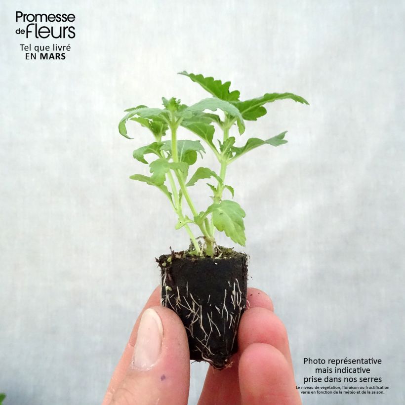 Verbena Virgo Candy Cane mini zolla... esemplare consegnato in primavera