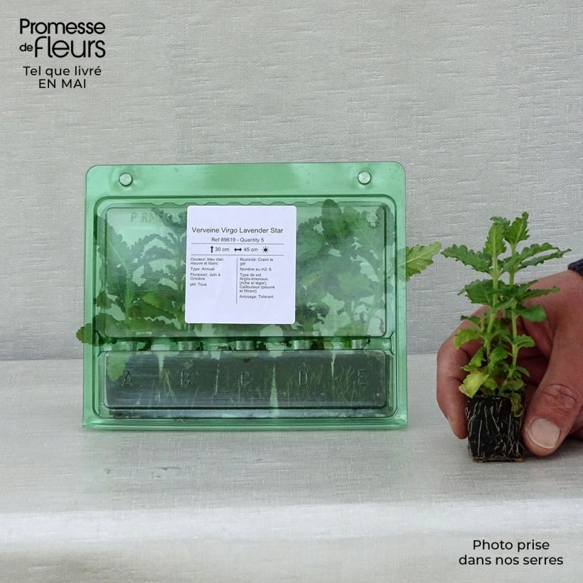 Example of Verbena Virgo Lavender Star mini zolla... as you get in printemps