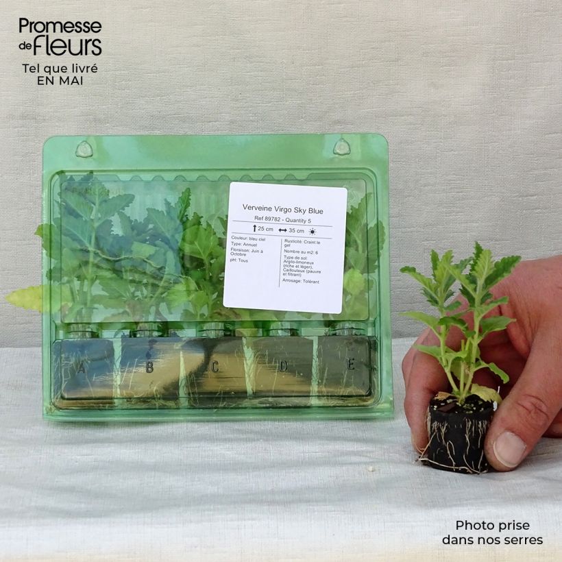 Example of Verbena Virgo Sky Blue mini zolla... as you get in printemps