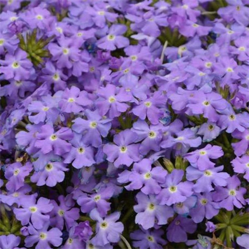 Verbena Virgo Sky Blue (Flowering)