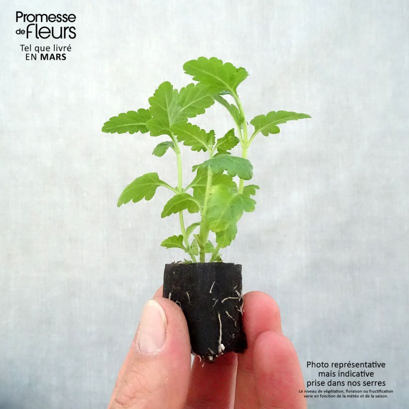 Example of Verbena Virgo White mini zolla... as you get in printemps