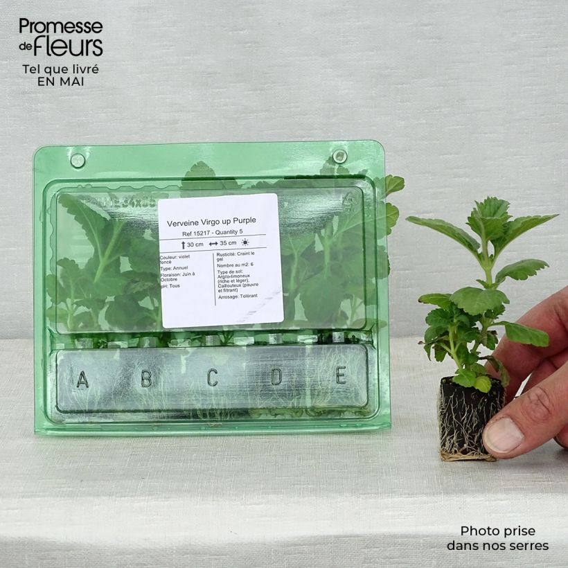Verbena Virgo up Purple mini zolla... esemplare consegnato in primavera