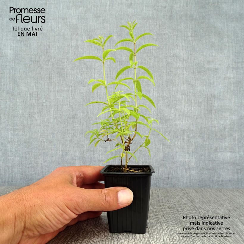 Example of Aloysia triphylla Vasetto da 7/8 cm as you get in printemps