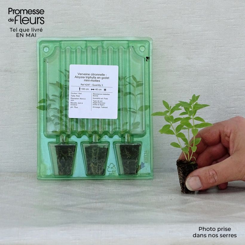 Example of Aloysia triphylla Mini zolla Ø 1,5/2,5 cm as you get in printemps