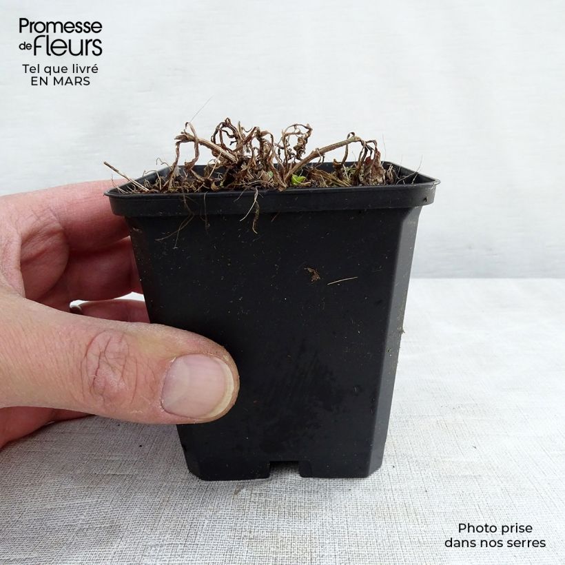 Verbena hastata White Spires Vasetto da 8/9 cm esemplare consegnato in primavera