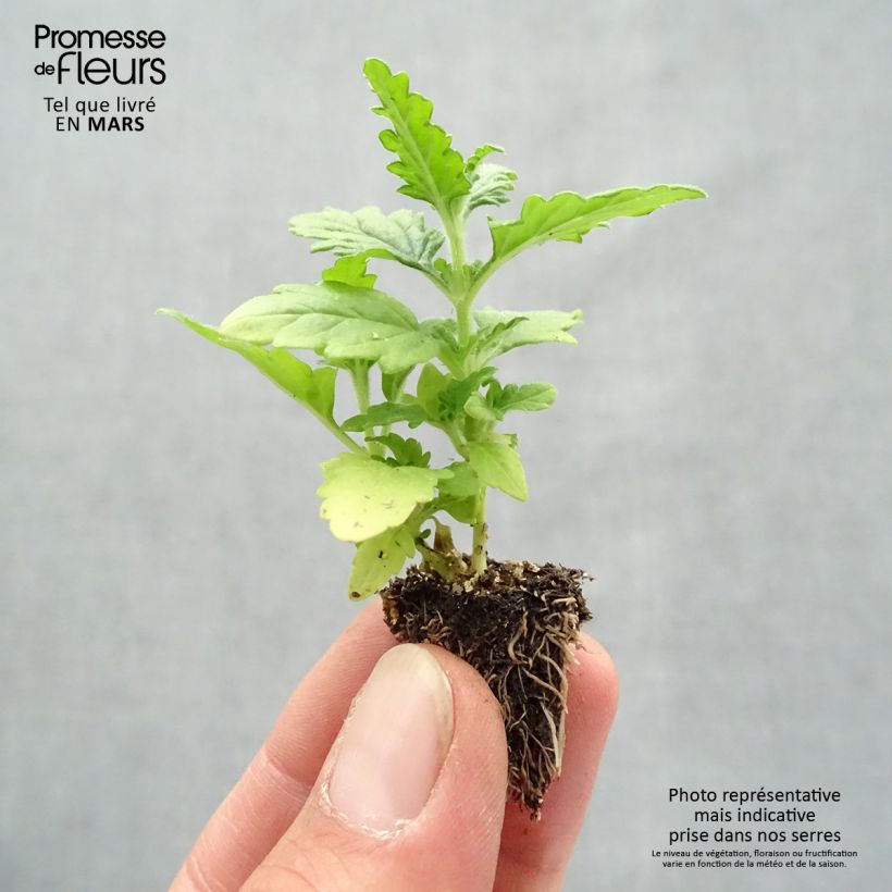 Example of Verbena Quartz Mix Mini zolla: zolla da 2,2 cm x 2 cm in vassoio di coltivazione da 35 pezzi as you get in printemps