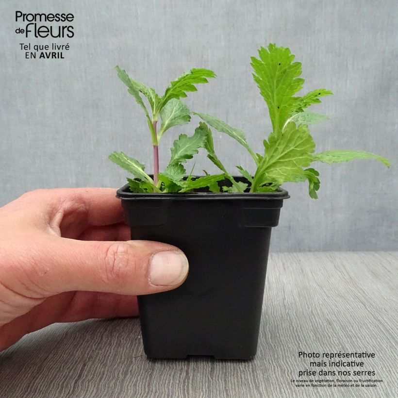 Example of Verbena officinalis Bio - Verbena comune Vasetto da 7/8 cm as you get in printemps