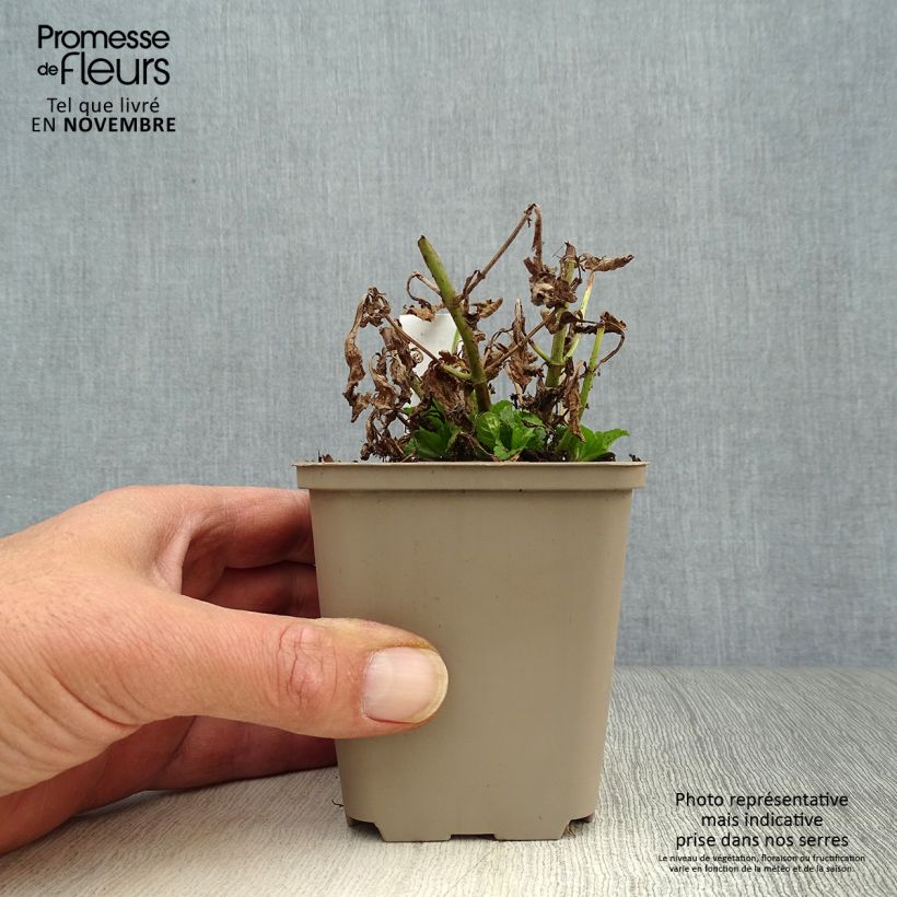 Esemplare di Verbena officinalis - Verbena comune Vasetto da 8/9 cm come consegnato in autunno