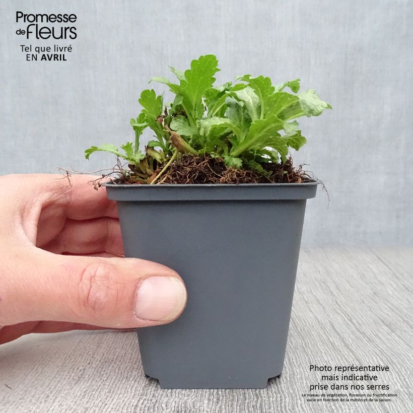 Example of Verbena officinalis - Verbena comune Vasetto da 8/9 cm as you get in printemps