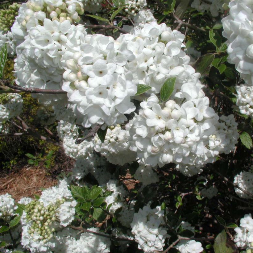 Viburnum utile Eskimo (Fioritura)