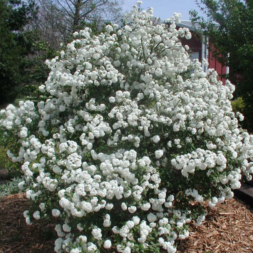 Viburnum Pragense (Plant habit)