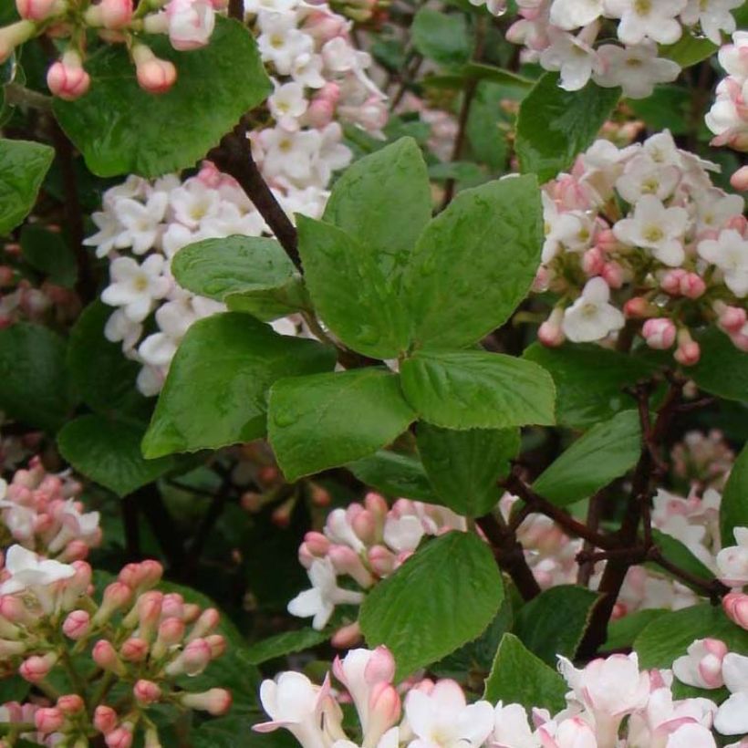 Viburnum burkwoodii Ann Russell (Foliage)