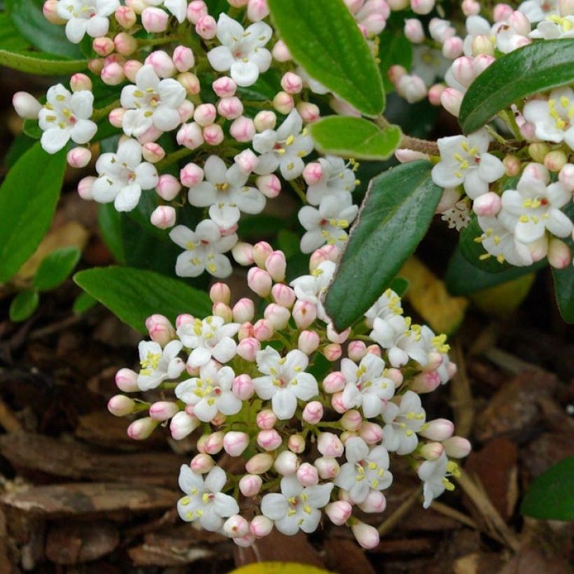 Viburnum burkwoodii Conoy (Flowering)