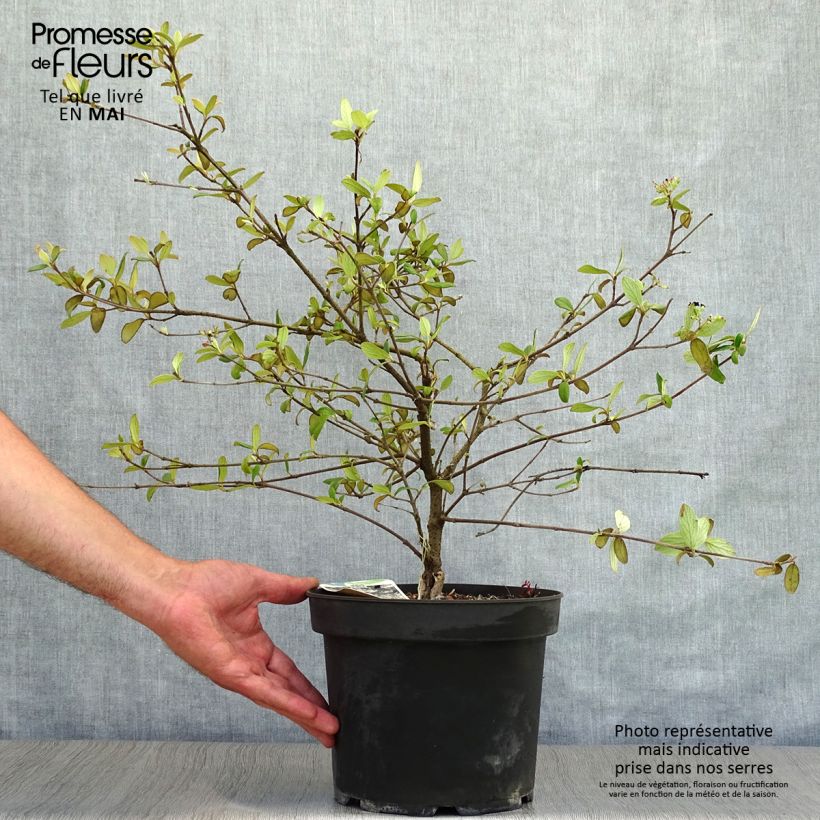 Example of Viburnum burkwoodii Conoy Vaso da 4L/5L as you get in printemps