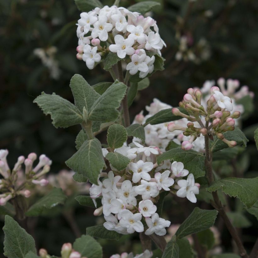 Viburnum carlesii Caprifoliaceae (Fioritura)