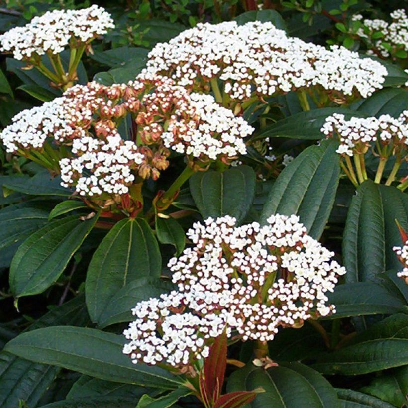 Viburnum davidii (Flowering)