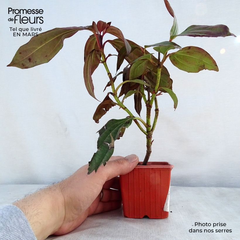 Example of Viburnum davidii Vasetto da 8/9 cm as you get in printemps