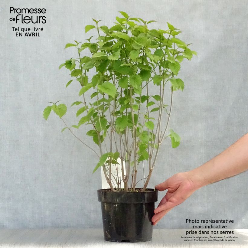 Viburnum dentatum Blue Muffin Vaso da 3L/4L esemplare consegnato in primavera