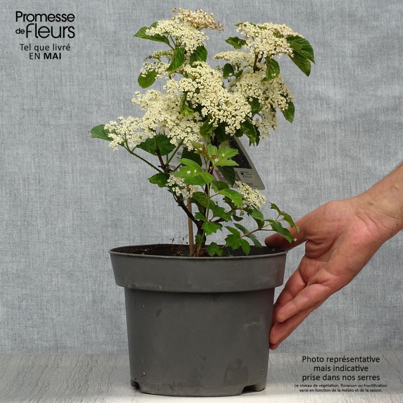 Example of Viburnum dilatatum Sealing Wax Vaso da 4L/5L as you get in printemps