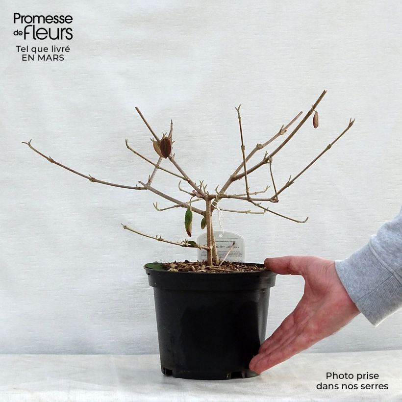 Viburnum macrocephalum Happy Fortuna Vaso da 3L/4L esemplare consegnato in primavera