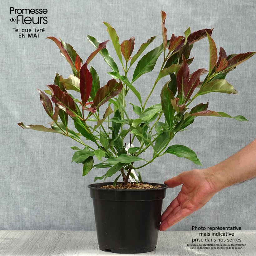 Viburnum odoratissimum Coppertop - Viburno dolce Vaso da 3L/4L esemplare consegnato in primavera