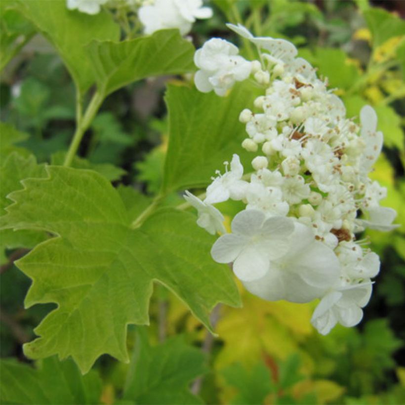 Viburnum opulus Xanthocarpum - Oppio (Flowering)