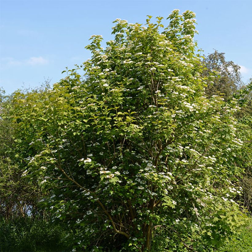 Viburnum opulus - Oppio (Plant habit)