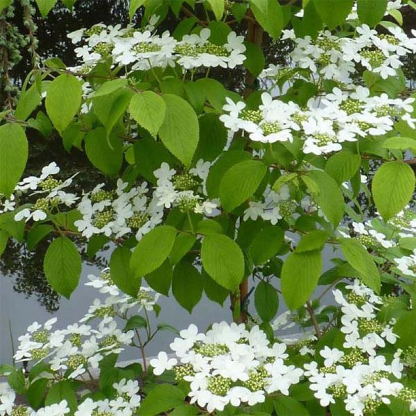 Viburnum plicatum Kilimanjaro (Fogliame)