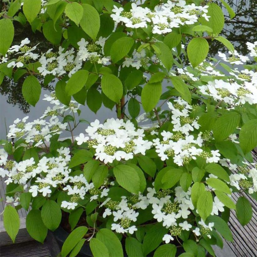 Viburnum plicatum Kilimanjaro (Fioritura)