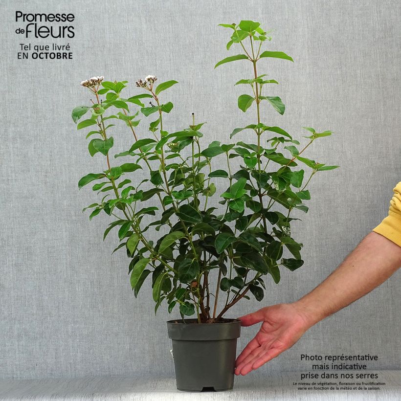 Esemplare di Viburnum tinus Eve Price Vaso da 2L/3L come consegnato in autunno