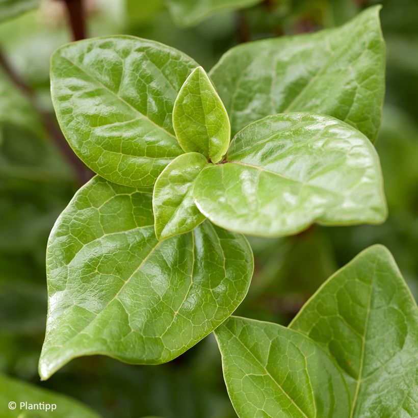 Viburnum tinus Rock'n Rolla (Fogliame)