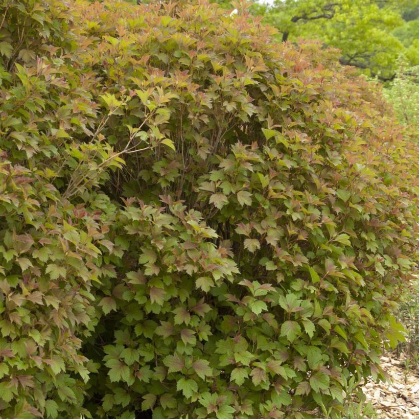 Viburnum trilobum Bailey Compact (Porto)
