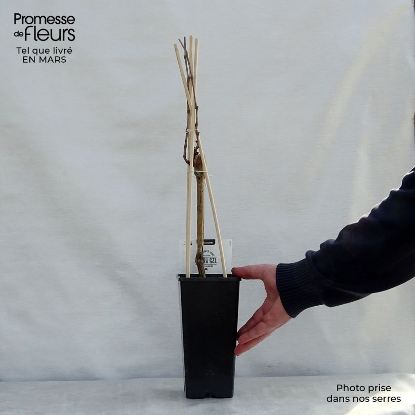 Example of Vite Boskoop Glory Vaso da 1,5L/2L as you get in printemps