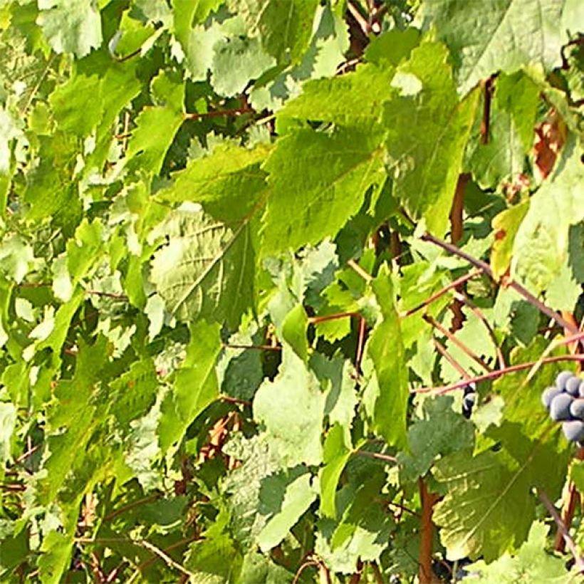 Vite Cabernet Franc (Foliage)