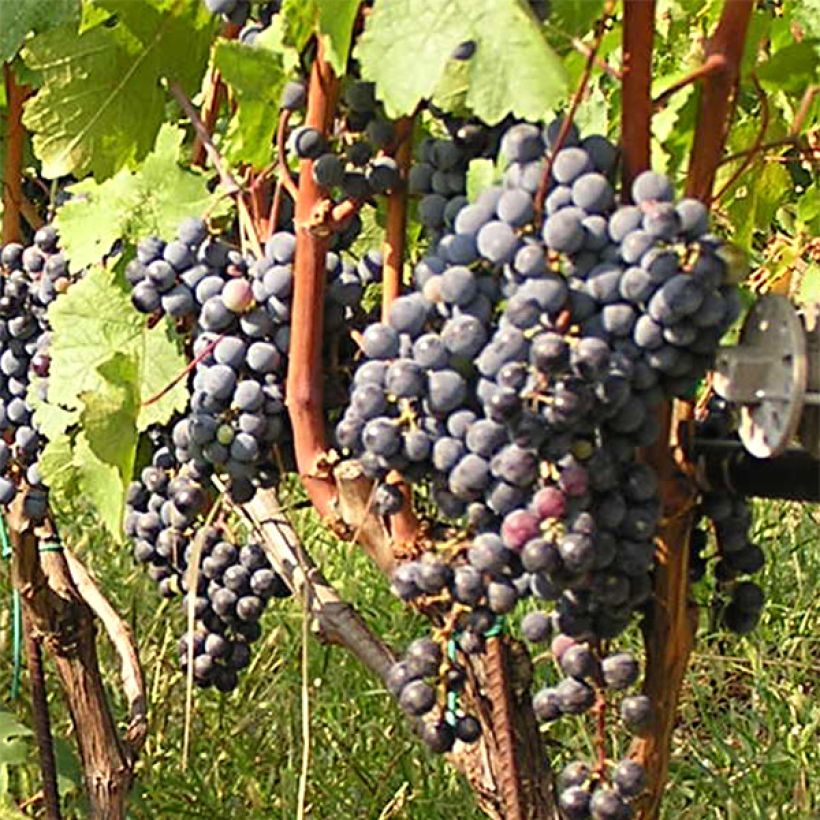 Vite Cabernet Franc (Harvest)