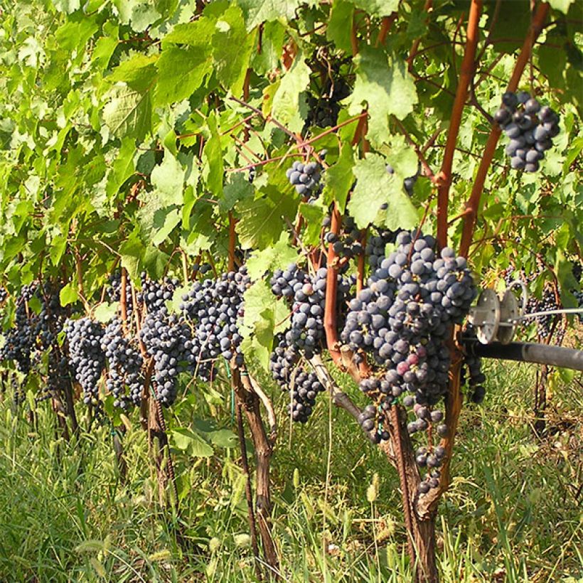Vite Cabernet Franc (Plant habit)