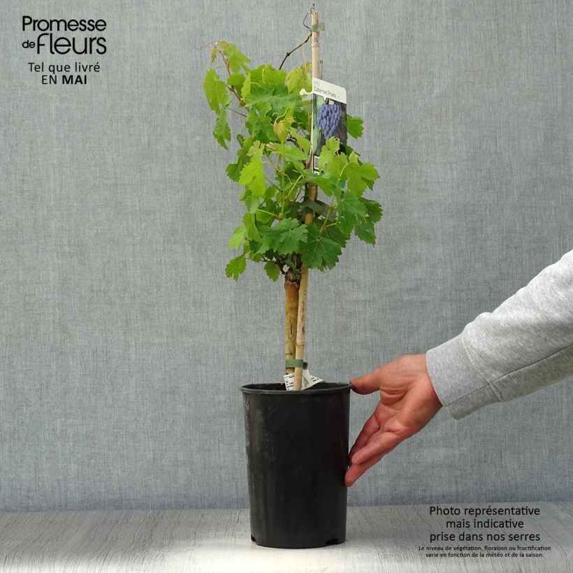 Example of Vite Cabernet Franc Vaso da 2L/3L as you get in printemps