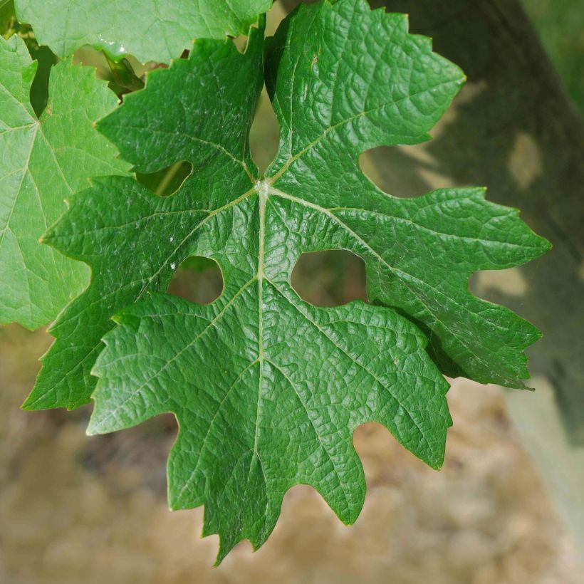 Vite Cabernet Sauvignon (Foliage)