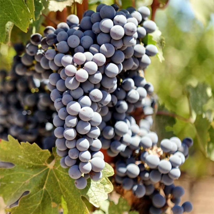 Vite Cabernet Sauvignon (Harvest)