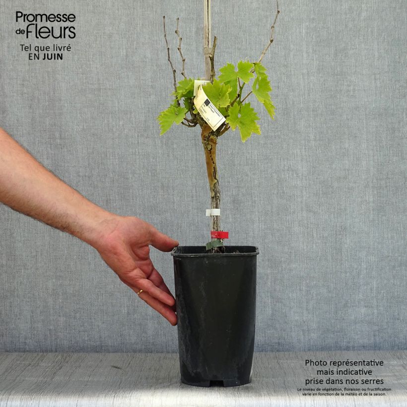 Vite da tavola Cardinal Vaso da 1,5L/2L esemplare consegnato in primavera