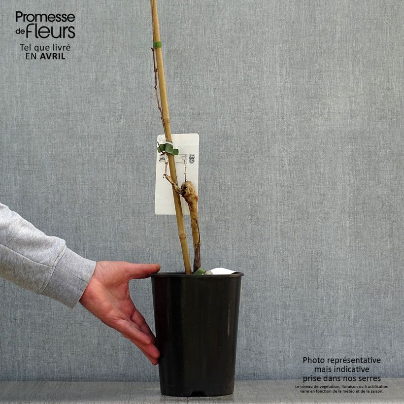 Example of Vite Chardonnay Vaso da 2L/3L as you get in printemps