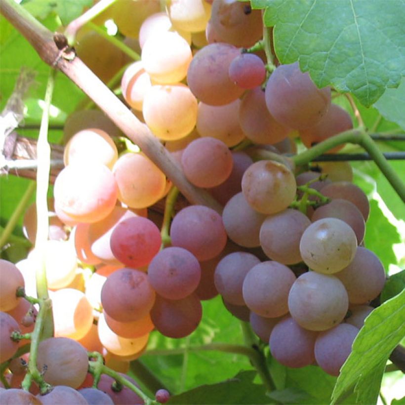 Vite Chasselas rose (Harvest)