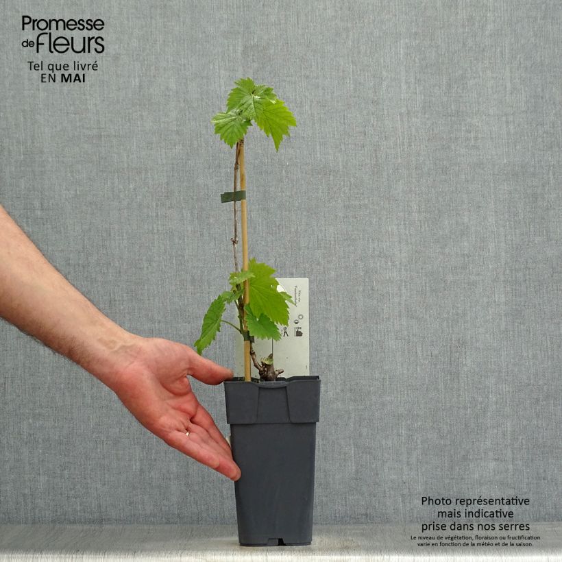 Vite Frankenthaler Vaso da 2L/3L esemplare consegnato in primavera