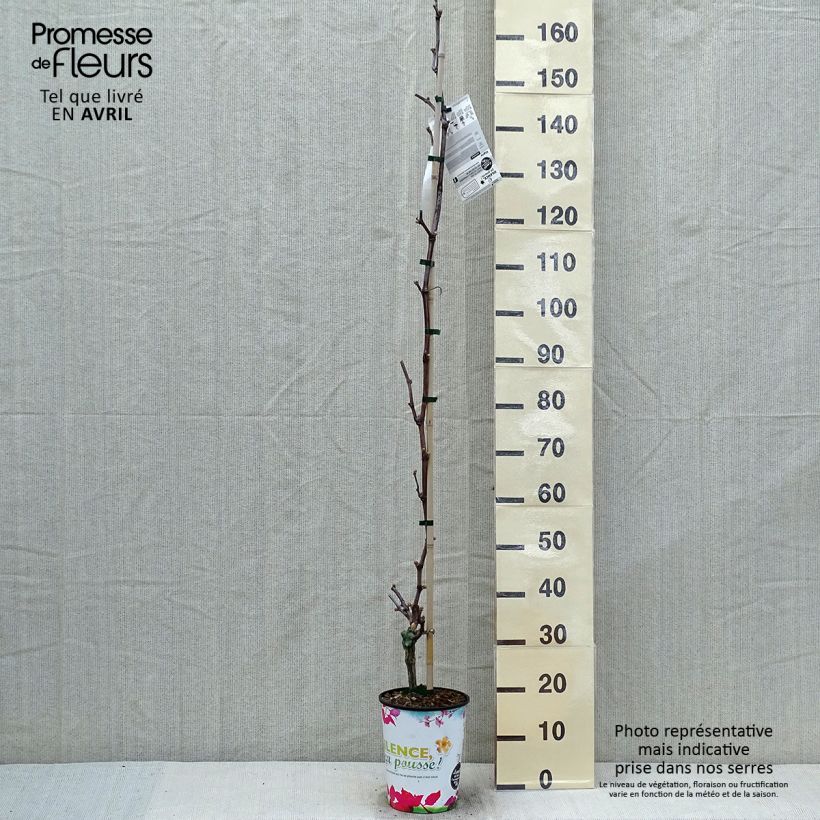 Vite da tavola Katharina Vaso da 4L/5L esemplare consegnato in primavera