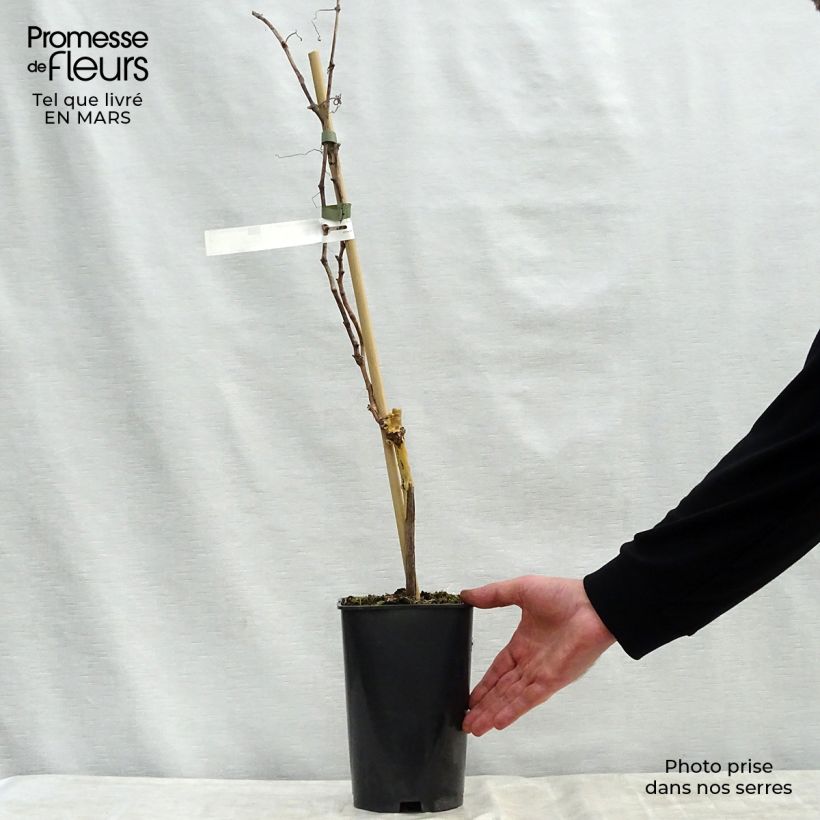 Example of Vite Madeleine Royale Vaso da 2L/3L as you get in printemps