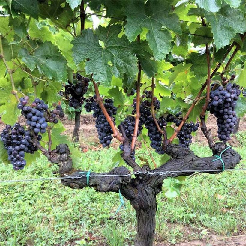 Vite Merlot (Harvest)
