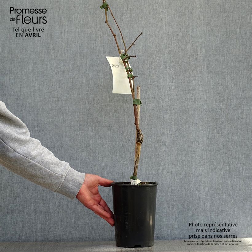 Example of Vite Merlot Vaso da 2L/3L as you get in printemps