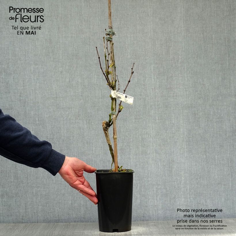 Example of Vite Moscato bianco Vaso da 2L/3L as you get in printemps